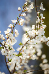 Apple blossom in spring close up. Selective focus.