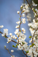 Apple blossom in spring close up. Selective focus.