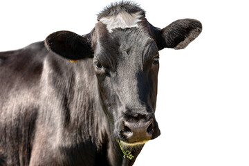 Closeup of a black and white head of a curious cow isolated on white background. Alps, Italy, south Europe.