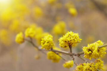 Dogwood or european cornel tree branches springtime in bloom, Cornelian cherry with yellow flowers...