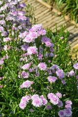 Obraz premium Margaret flower or Michaelmas Daisy in the garden