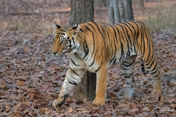 Obraz premium A tiger walking in the forest in India, Madhya Pradesh 
