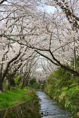 引地川の千本桜