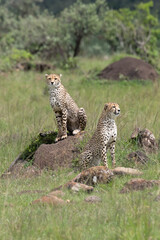 two cheetahs on a mound in the savannah