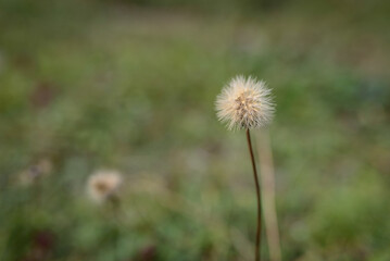 Nahaufnahme einer Pusteblume