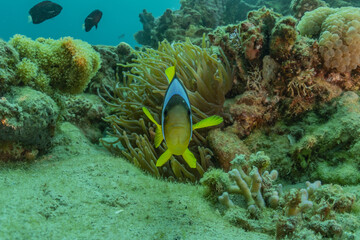Fototapeta na wymiar Fish swim in the Red Sea, colorful fish, Eilat Israel 