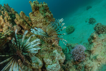 Lion fish in the Red Sea colorful fish, Eilat Israel
