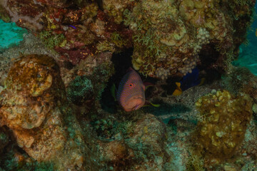 Fish swim in the Red Sea, colorful fish, Eilat Israel
