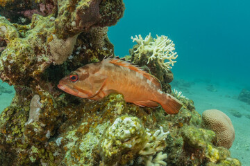 Fish swim in the Red Sea, colorful fish, Eilat Israel
