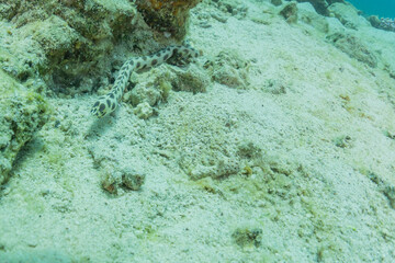 Tiger Snake Eel in the Red Sea Colorful and beautiful, Eilat Israel