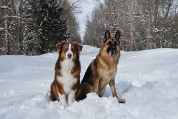 Domestic dogs on walk. Two German and Australian Shepherds are best friends sitting next to each other in winter on snowy forest village road. Aussie puppy red tricolor and adult shepherd.