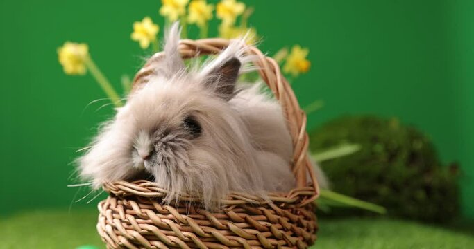 Little Esaster rabbit sitting in the basket, Cute colorful bunny, on green background, spring holiday, symbol of Easter, rabbits crawling on the green grass