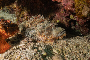 Fish swim in the Red Sea, colorful fish, Eilat Israel
