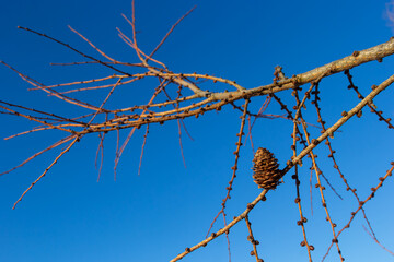 European larch, Larix decidua, tree, detail of branch with cones in winter
