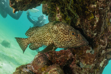 Fish swim in the Red Sea, colorful fish, Eilat Israel
