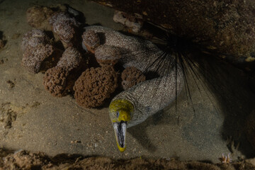Moray eel Mooray lycodontis undulatus in the Red Sea, Eilat Israel
