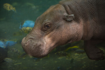 Fototapeta na wymiar Photography of a pygmy hippopotamus