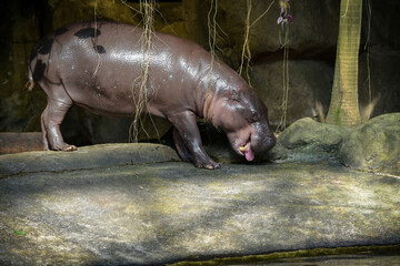 Photography of a pygmy hippopotamus