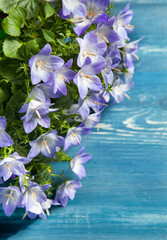 White and purple bell flower. Beautiful spring background with campanula bouquet.