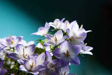 Fototapeta na wymiar White and purple bell flower. Beautiful spring background with campanula bouquet.