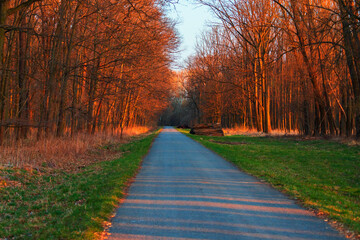 Spring landscape. Trees grow around the road. The sky is blue.