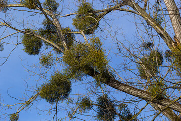 A sick withered tree attacked by mistletoe, viscum. They are woody, obligate hemiparasitic shrubs