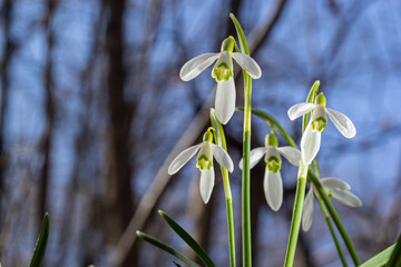 White snowdrop flower, close up. Galanthus blossoms illuminated by the sun in the green blurred background, early spring. Galanthus nivalis bulbous, perennial herbaceous plant in Amaryllidaceae family