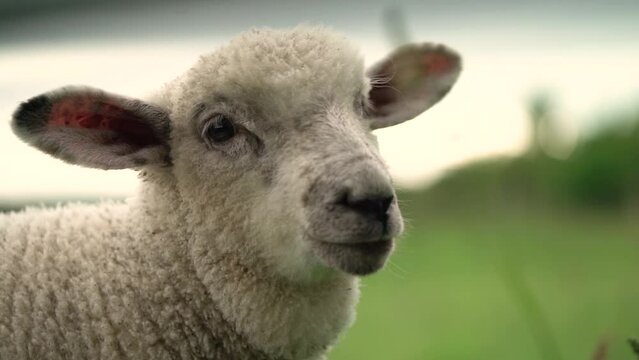 Lamb lovingly looks towards camera