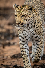 Close up of a female Leopard's head.