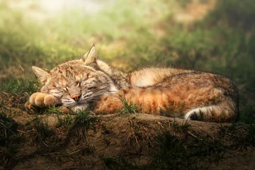 Rolgordijnen Een slapende Bobcat (Lynx rufus) liggend op de zon © Tomas Hejlek