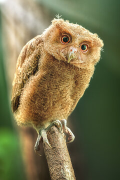 Philippine Scops Owl (Otus megalotis), perching on a branch and looking toward the camera