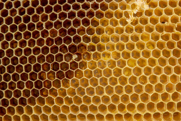 Background texture and pattern of a section of wax honeycomb from a bee hive filled with golden honey in a full frame view