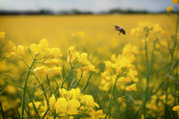 yellow canola plants on the farmers field, with a blurred flying bee
