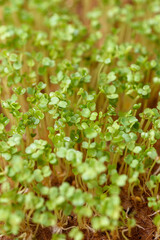 microgreens concept, arugula sprouts, vertical, home garden