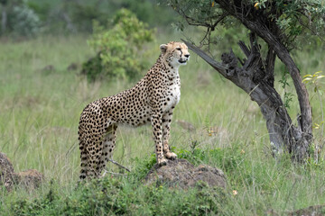 cheetah standing in the savannah