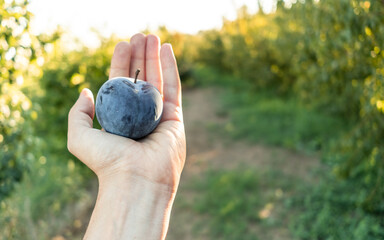 Woman's hand holding a ripe plum from an organic farming field.