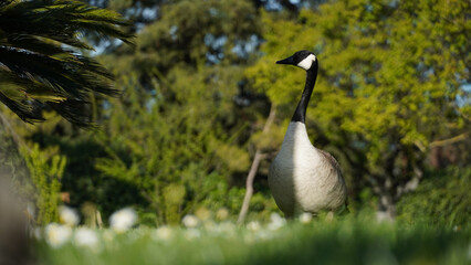 Beautiful shot of a cute Brent goose on a sunny day