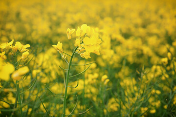 Obraz premium yellow canola plants on the farmers field