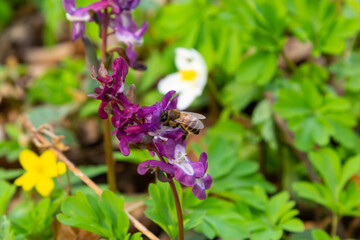 Corydalis cava, violet spring flowers of corydalis, macro, close-up