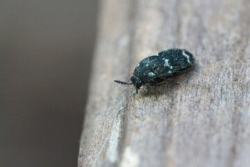 Closeup on a Megatoma undata beetle, emerging from nests of European mason bee, Osmia rufa in the bee-hotel