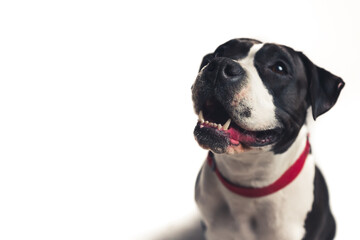 black and white bulldog with opened mouth looking up studio shot medium shot grey background pet dog concept . High quality photo