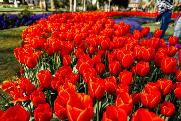 colorful flowers in a garden of, Emirgan. Emirgan tulip festival, İstanbul.