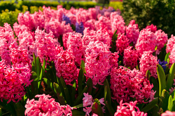 colorful flowers in a garden of, Emirgan. Emirgan tulip festival, İstanbul.