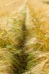 Field with golden wheat in the wind