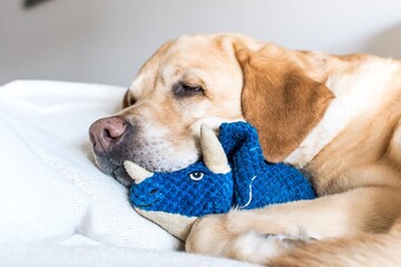 Retrato de un perro a la hora de dormir 