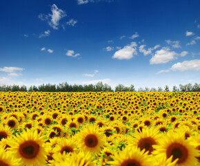 Obraz premium field of blooming sunflowers
