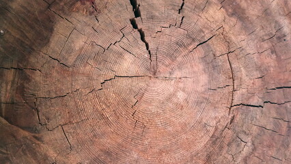 Close-up dried out and cracked tree trunk Abstract texture of a cracked tree, texture heartwood background. Wood texture for background.