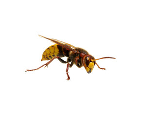 hornet isolated on white