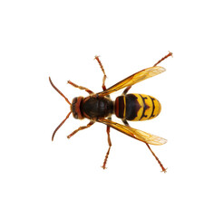 hornet isolated on white