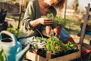 woman gardening herbs in her backyard garden